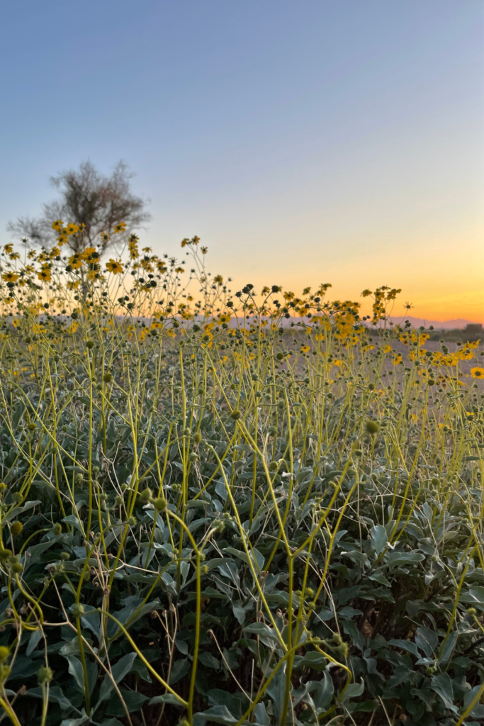 Brittlebush spring wildflowers