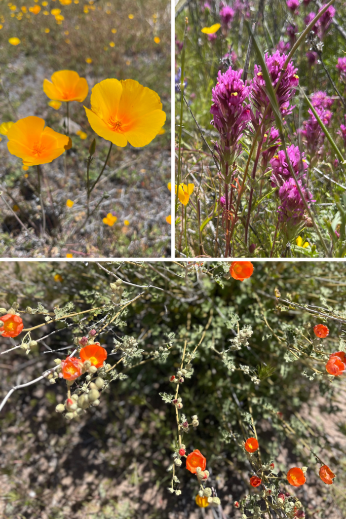 spring wildflowers