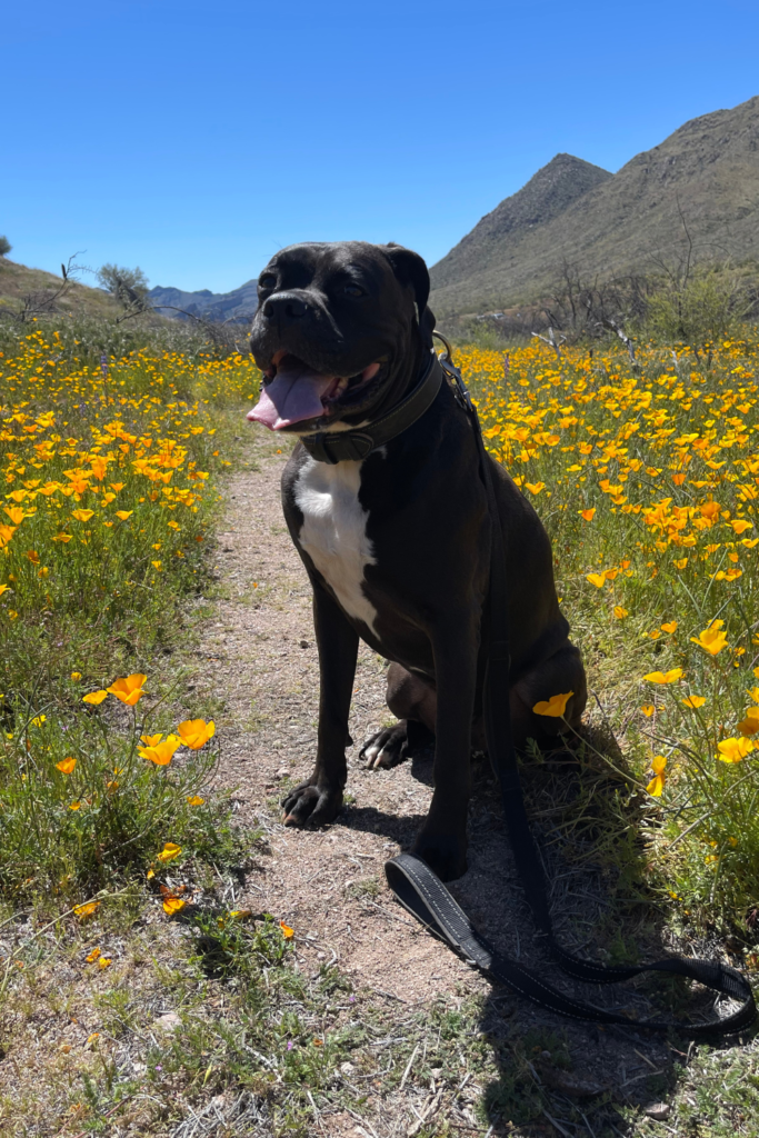 spring wildflowers dog