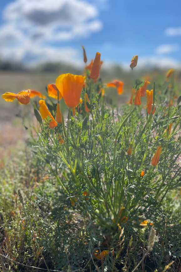 poppy flower